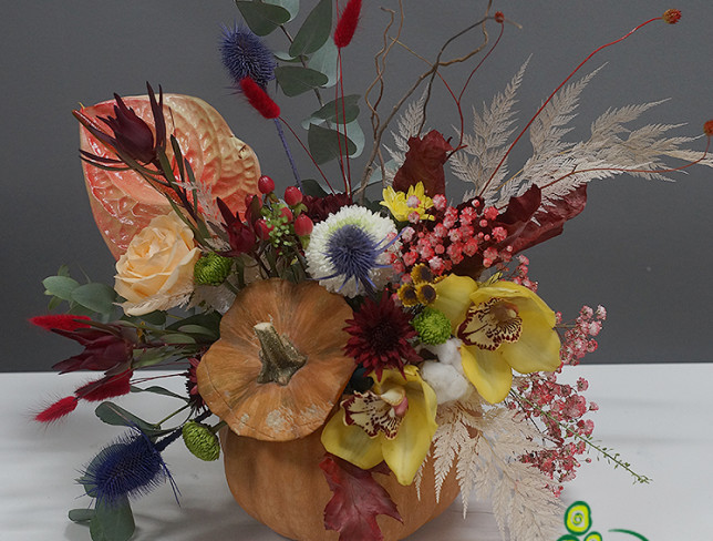 Composition in a Pumpkin with Anthurium, 'Evening Fairy Tale' photo